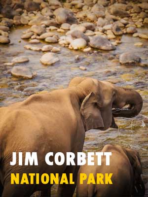 Jim Corbett National Park Safari