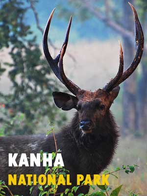 Kanha National Park Safari