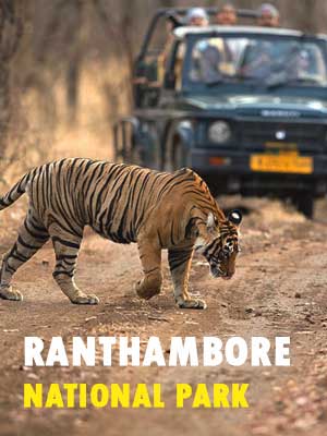 Ranthambore National Park Safari