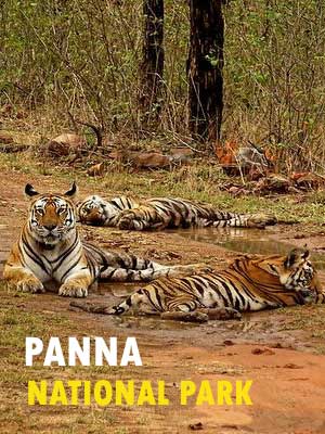 Panna National Park Safari