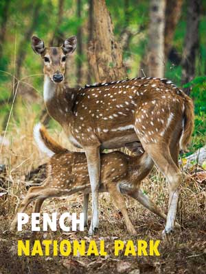 Pench National Park Safari