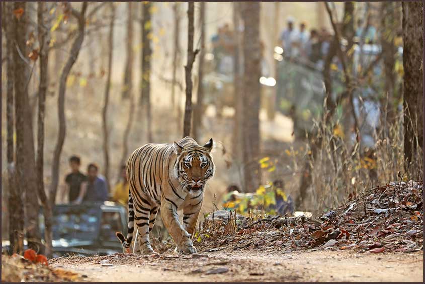 mp tourism pench safari online booking