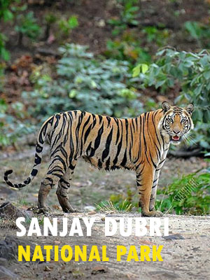 Sanjay Dubri National Park Safari