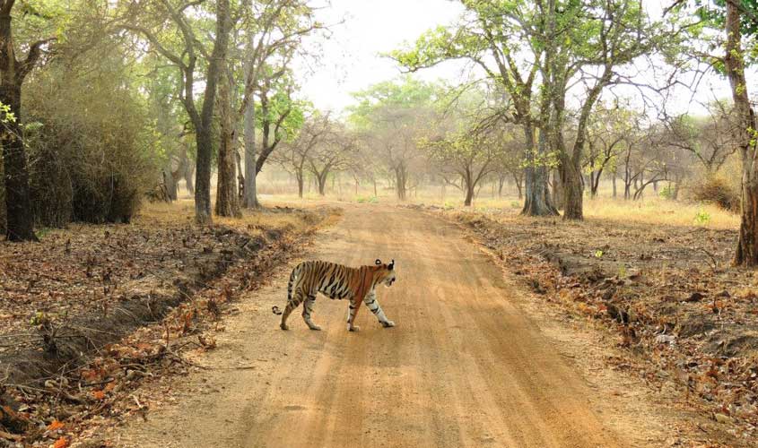 book safari in satpura national park