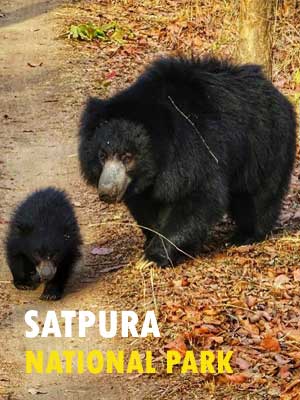 Satpura National Park Safari