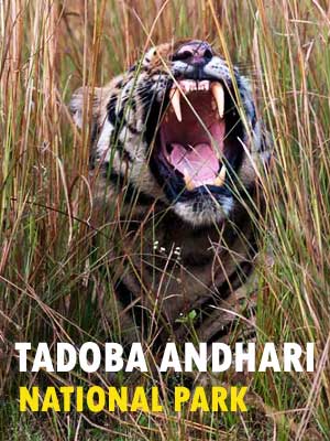 Tadoba Andhari National Park Safari