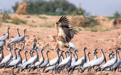 Rajasthan village hosts cranes from China and Mongolia: migratory birds have flown 6000 Kilometres