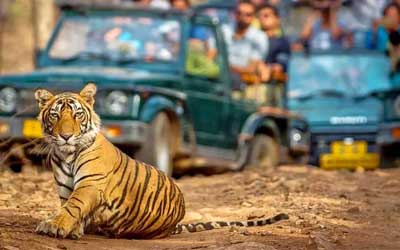 Ranthambore Safari Timings 2024-2025