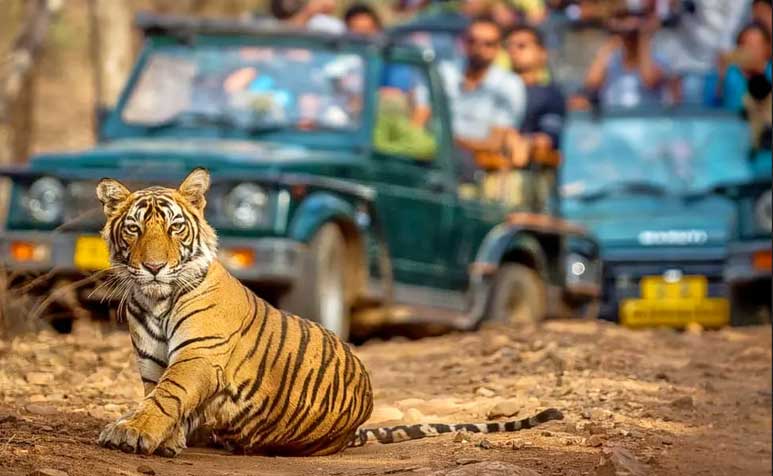 Ranthambore Safari Timings