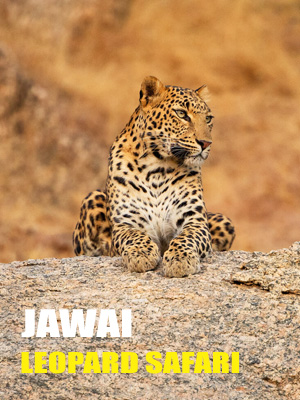 Jawai Leopard Safari