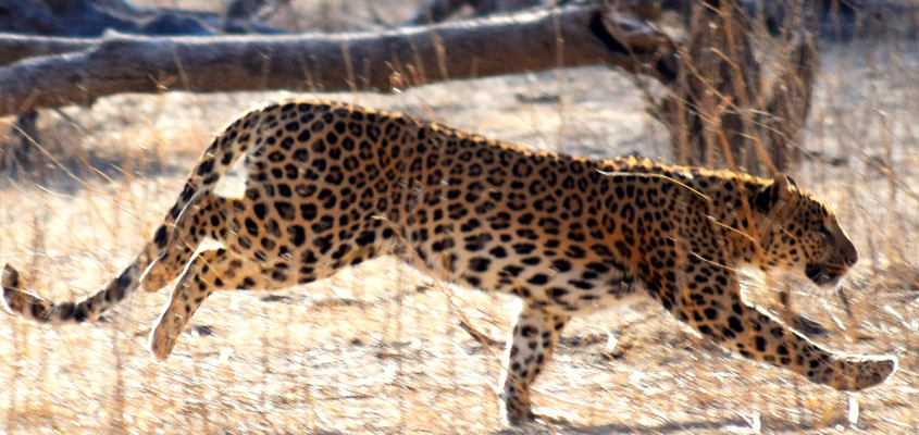 jhalana leopard safari online booking