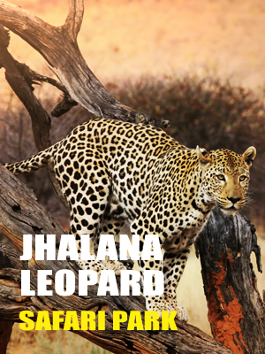 Jhalana Leopard Safari Park