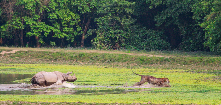 Kaziranga National Park, Assam - A UNESCO world heritage sites of India