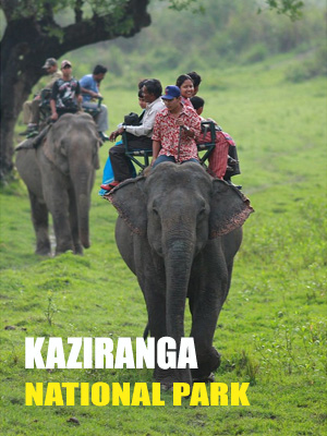 Kaziranga National Park Safari