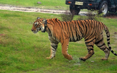 Ranthambore opens again after bad weather