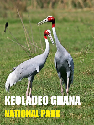 Keoladeo Ghana National Park Safari