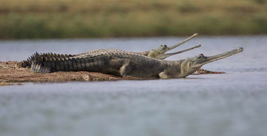 chambal safari dholpur