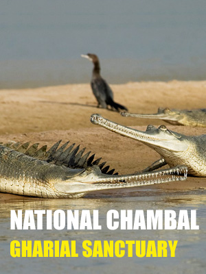 National Chambal Gharial Sanctuary