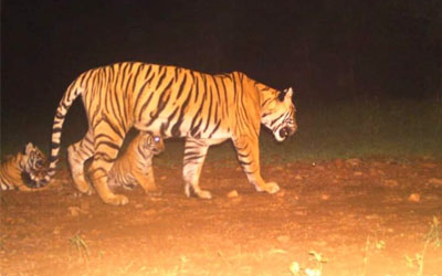 Tigress T105 (Noori) seen with 03 cubs!