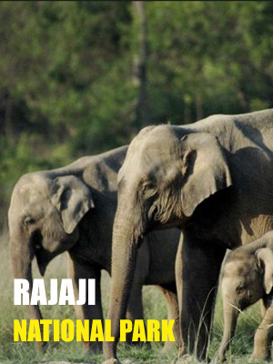 Rajaji National Park Safari