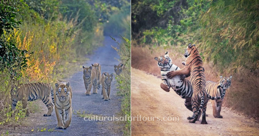 Tiger Sighting at Umred Karhandla Wildlife Sanctuary