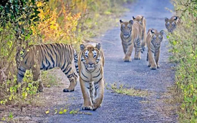 Umred Karhandla Wildlife Sanctuary: A Photographers Delight destination!