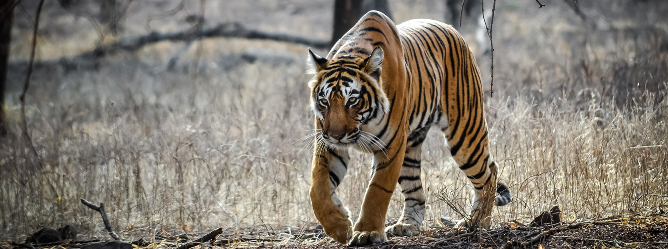 Ranthambore Online <br/>Safari Booking