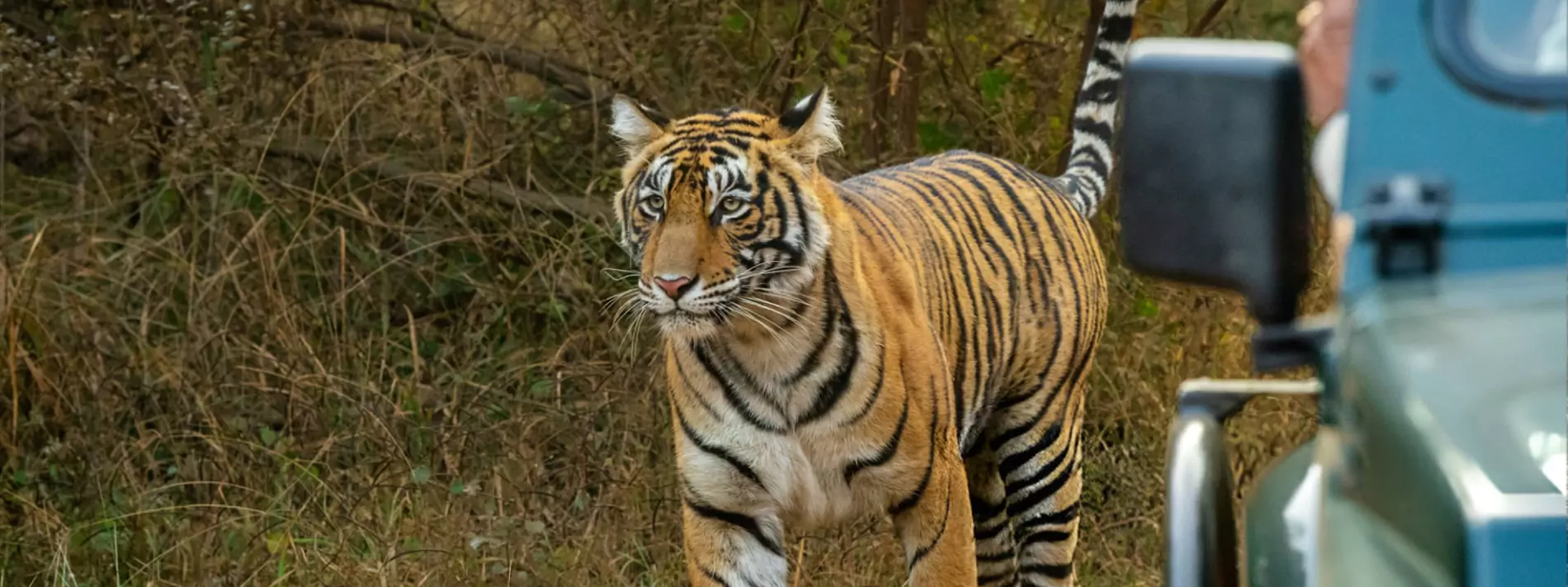 Ranthambore Online <br/>Safari Booking
