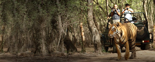 2 Pax Private Jeep Safari