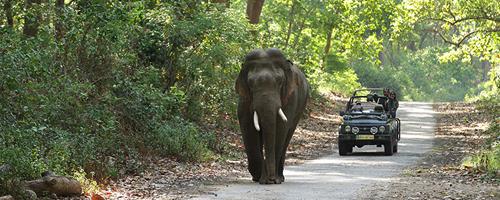 Jim Corbett Photography Tour