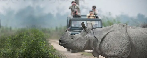 kaziranga Photography Tour