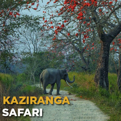 Kaziranga