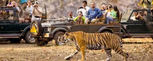 Pench Photography Tour