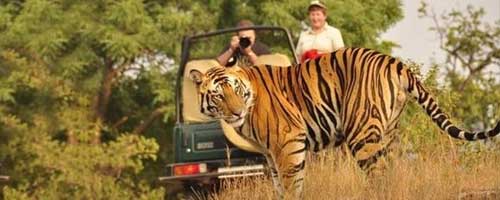 satpura safari booking