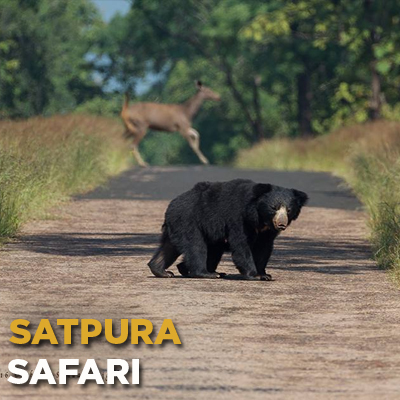 book safari in satpura national park