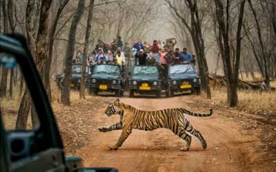 Central India Wildlife Tour