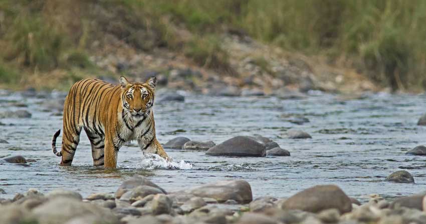 How to Plan a Trip for Jim Corbett National Park - Jim Corbett National  Park safari Guide