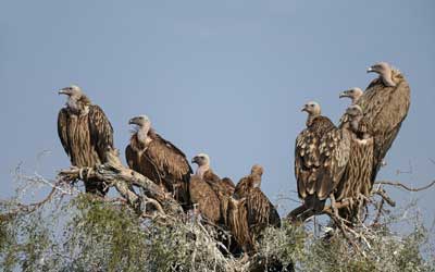 Wildlife & Birding in Desert National Park Jaisalmer