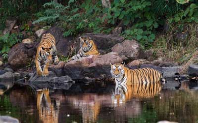 Panna National Park from Khajuraho