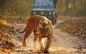 Pench Umred Karhandla Wildlife Tour