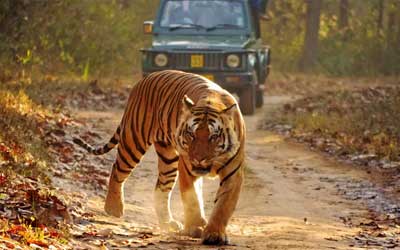 Pench Umred Karhandla Wildlife Tour