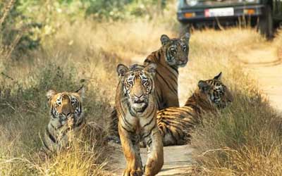 Nagpur to Umred Karhandla Wildlife Sanctuary One Day Tour