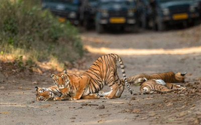 Delhi Ranthambore Jaipur Corbett Pilibhit Dudhwa Varanasi Tour