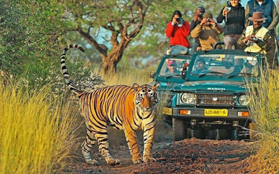 Delhi Corbett Agra Panna Sanjay Dubri Ranthambore Jaipur Tour