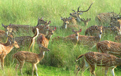 Delhi Sanjay Dubri National Park Tour