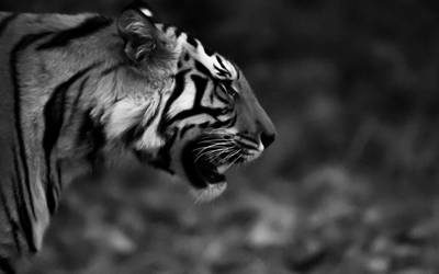 Bandhavgarh & Sanjay Dubri Tiger Reserve with Dan Russon