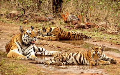 What to do when all Jeeps are full in Prime zones of Ranthambore?