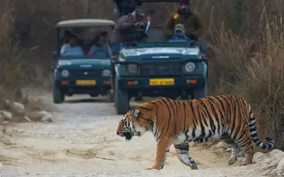 Mr. Paul Pitchard’s Wildlife Journey Through Jim Corbett and Pilibhit