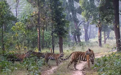 Iain Gibson’s MP Tiger Safari – Panna, Sanjay Dubri & Bandhavgarh (April 2025)