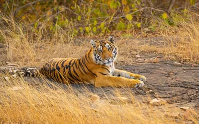 May 2025: Eliezer & Erez Yardeni’s Dhikala Safari in Jim Corbett – 7 Tigers & Birdlife